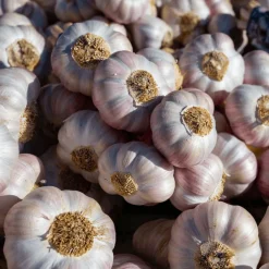 Pink Lautrec Garlic String 500g COMING SUMMER 2025