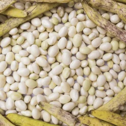 Sabarot Haricot Coco 500g