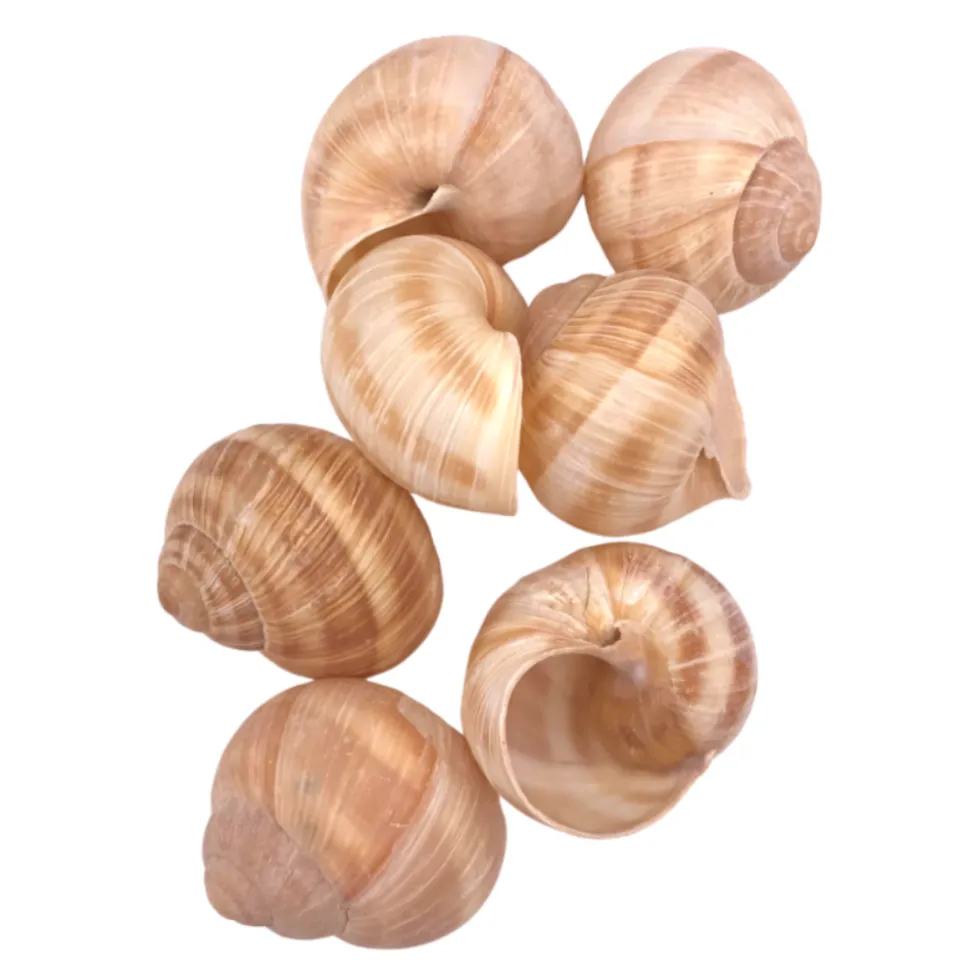 Sabarot Helix Large Snail Shells x 12